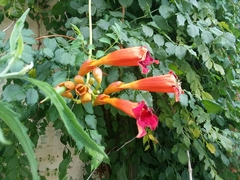 Campsis radicans