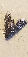 Elophila tinealis