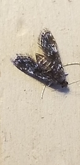 Elophila tinealis
