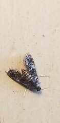 Elophila tinealis