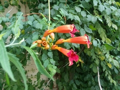 Campsis radicans