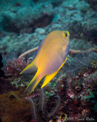 Amblyglyphidodon aureus