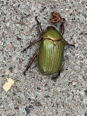 Chrysina lecontei