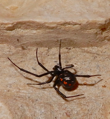 Latrodectus variolus