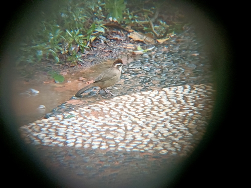 White-browed Laughingthrush