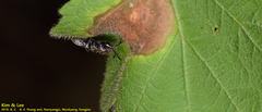 Scudderocoris albomarginatus
