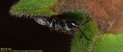 Scudderocoris albomarginatus