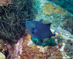 Odonus niger