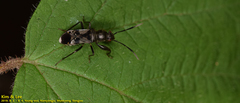 Scudderocoris albomarginatus
