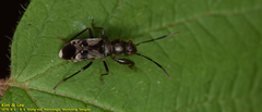 Scudderocoris albomarginatus