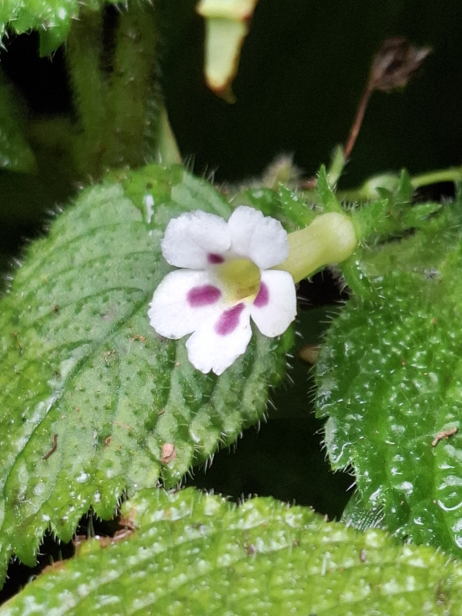 Diastema affine