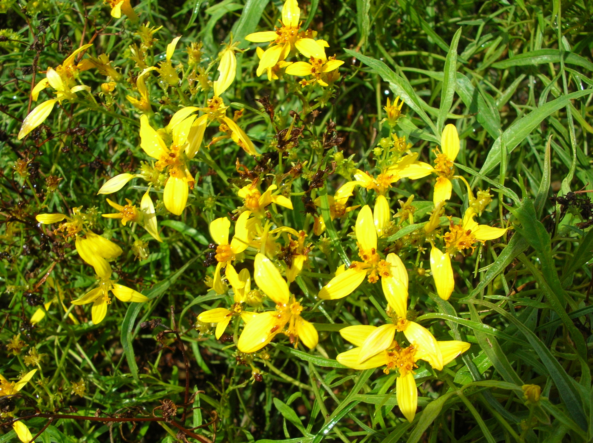 Bidens menziesii