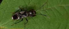 Scudderocoris albomarginatus