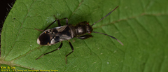 Scudderocoris albomarginatus