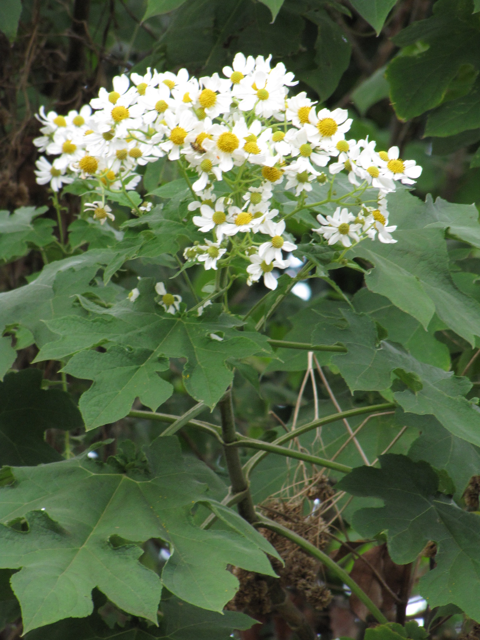 Montanoa hibiscifolia