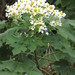 Montanoa hibiscifolia - Photo (c) Forest and Kim Starr, alguns direitos reservados (CC BY)