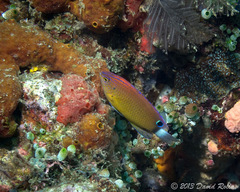 Pomacentrus bankanensis