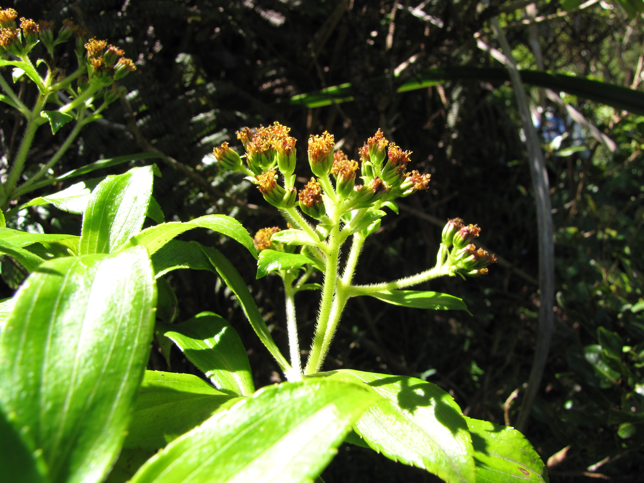 Dubautia laxa