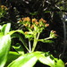 Dubautia laxa - Photo (c) Forest and Kim Starr,  זכויות יוצרים חלקיות (CC BY)