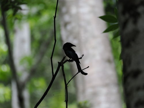 Dicrurus hottentottus