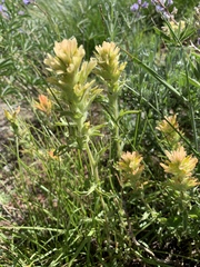 Castilleja applegatei breweri