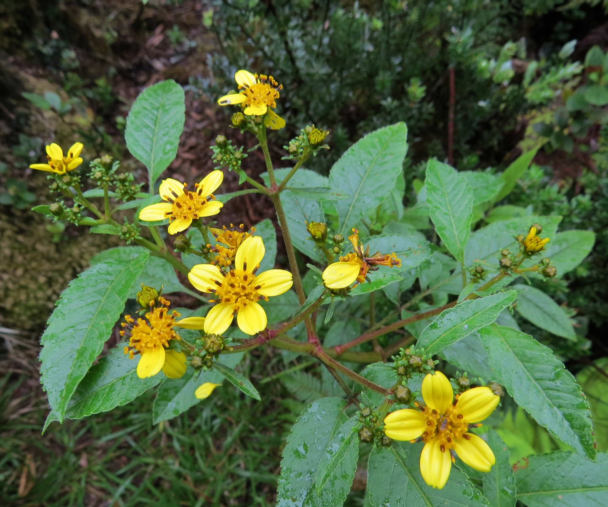 Bidens torta