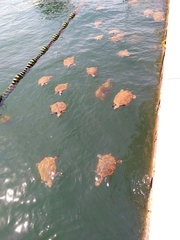 Phrynops geoffroanus