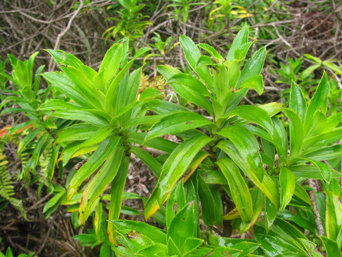 plantainleaf dubautia (Dubautia plantaginea ssp. magnifolia)