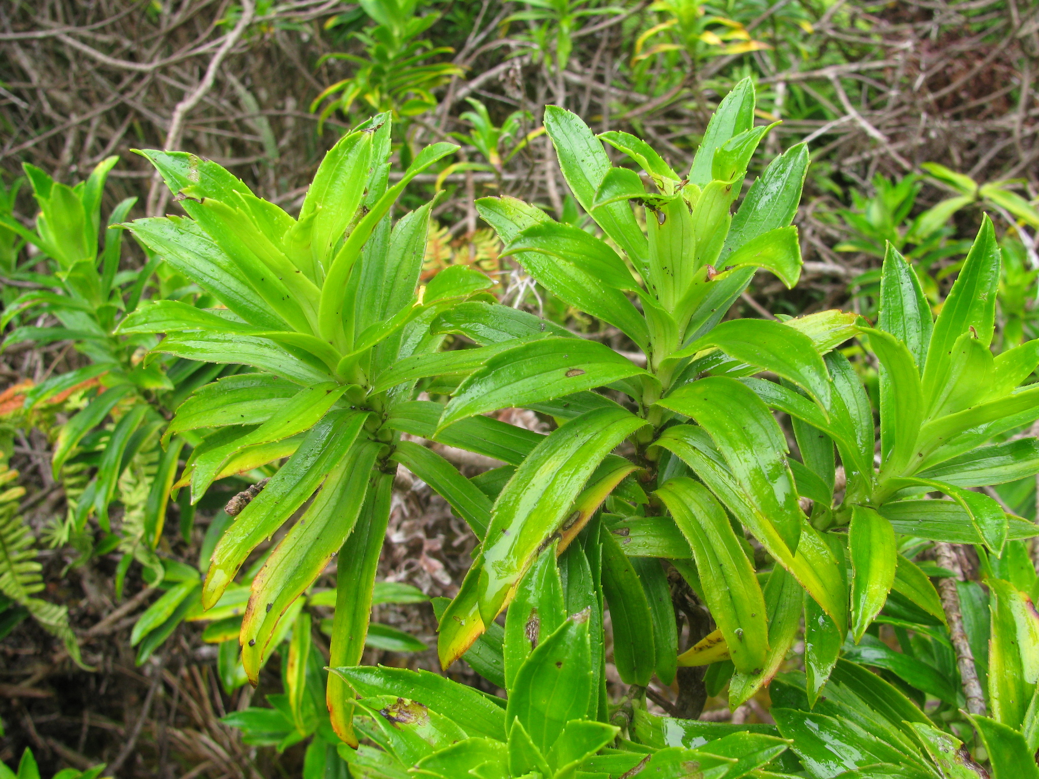 Dubautia plantaginea