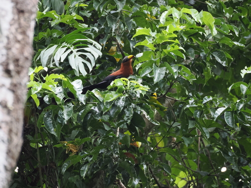 Yellow-billed Malkoha (Rhamphococcyx calyorhynchus), photo 3