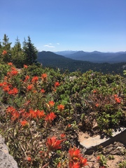Castilleja applegatei applegatei