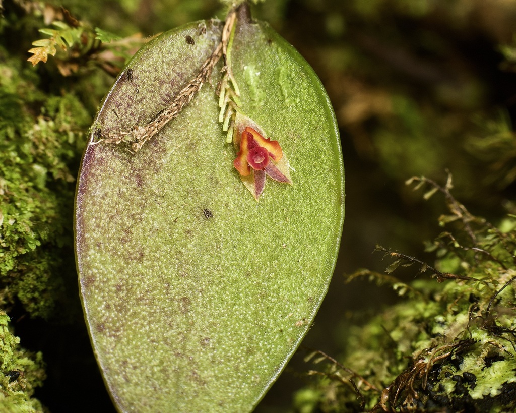 Lepanthes llamachoi
