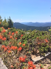Castilleja applegatei applegatei