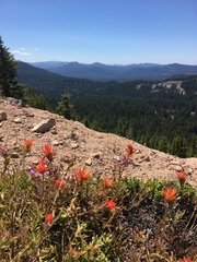 Castilleja applegatei applegatei