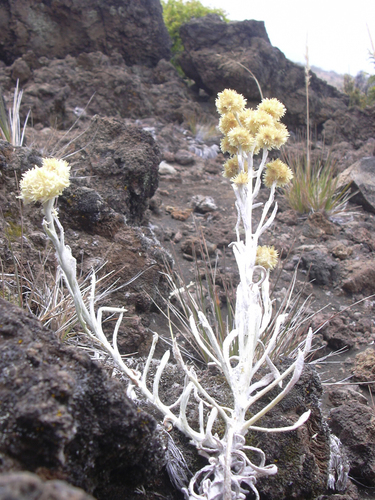Pseudognaphalium sandwicensium