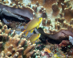 Pseudanthias huchtii