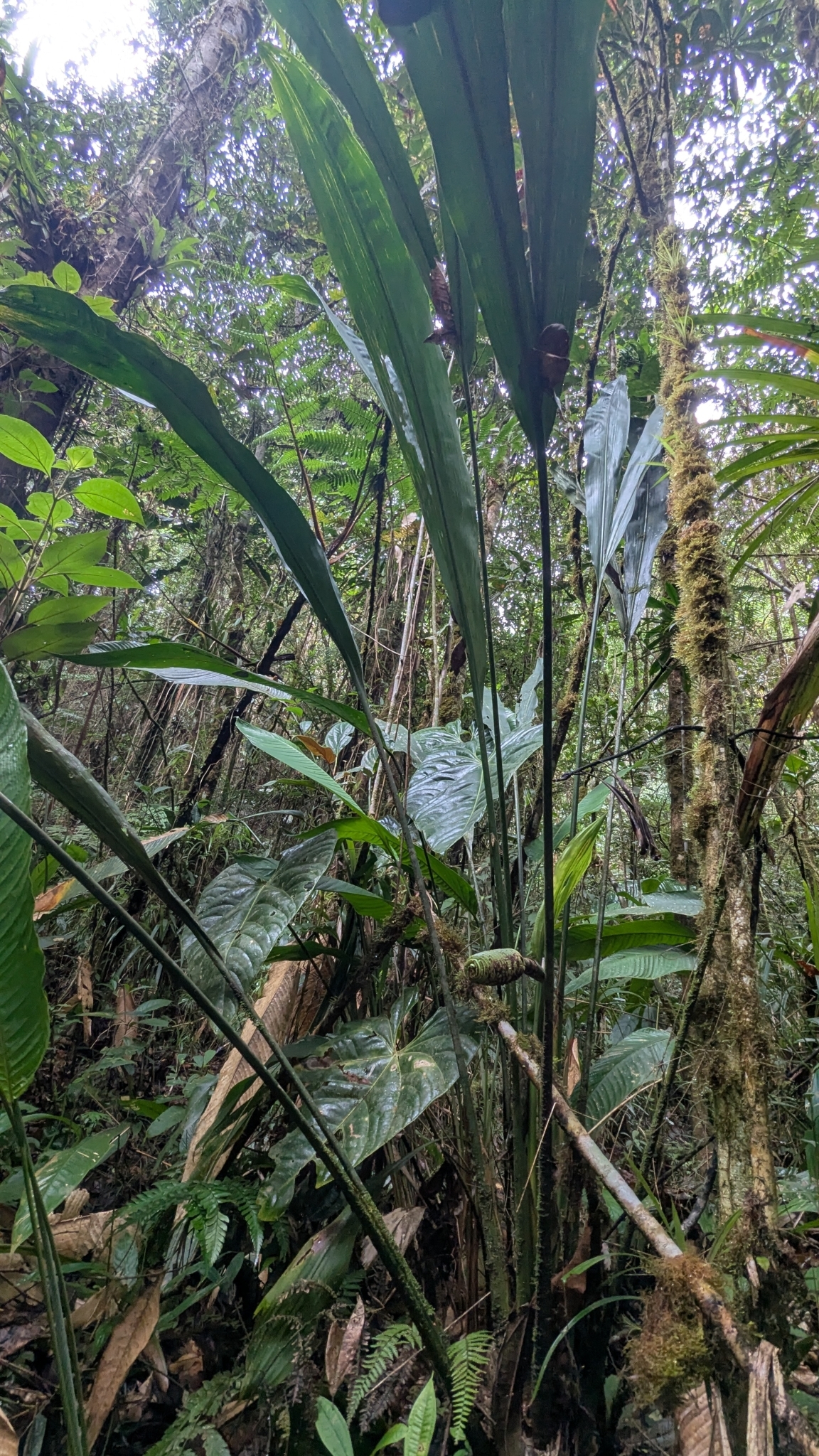 Imagem de Pacová