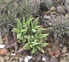 Lenophyllum acutifolium, photograph (c) Juan Cruzado Cortés, some rights reserved (CC BY)