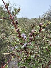 Ceanothus cuneatus var. ramulosus