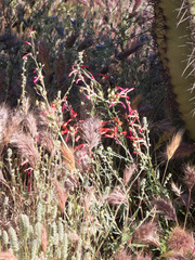 Penstemon subulatus