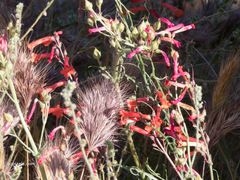 Penstemon subulatus