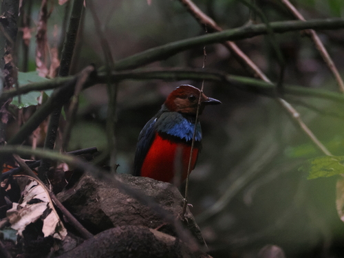 Sulawesi Pitta (Erythropitta celebensis), photo 5