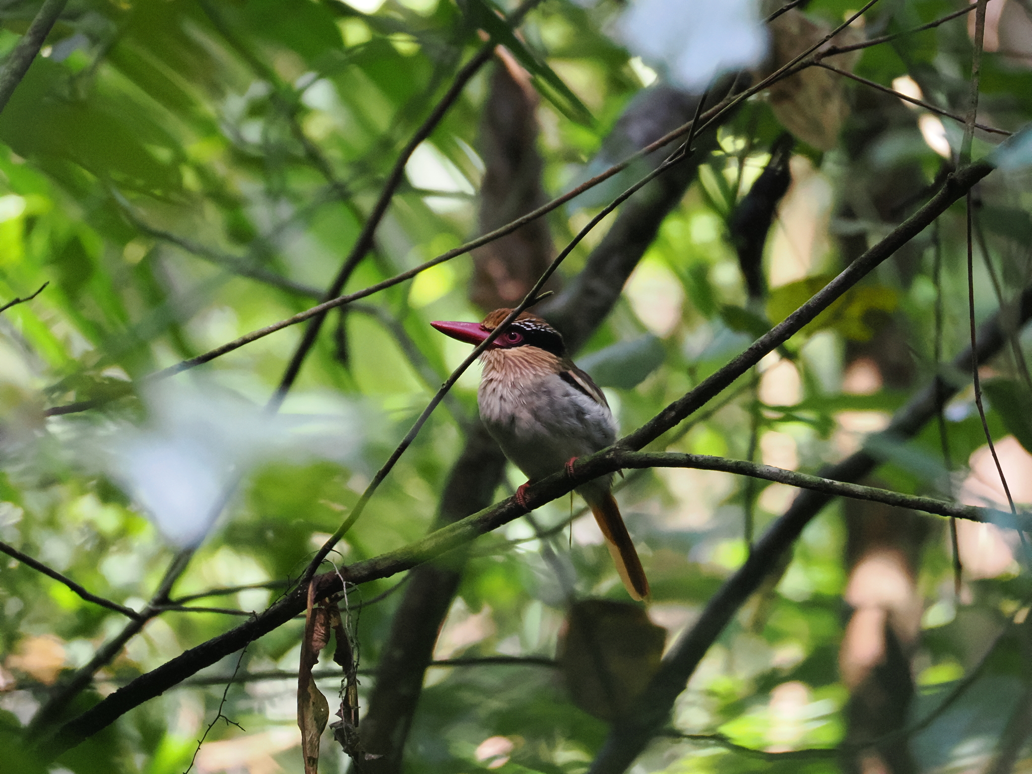 Sulawesi Lilac Kingfisher (Cittura cyanotis), photo 6