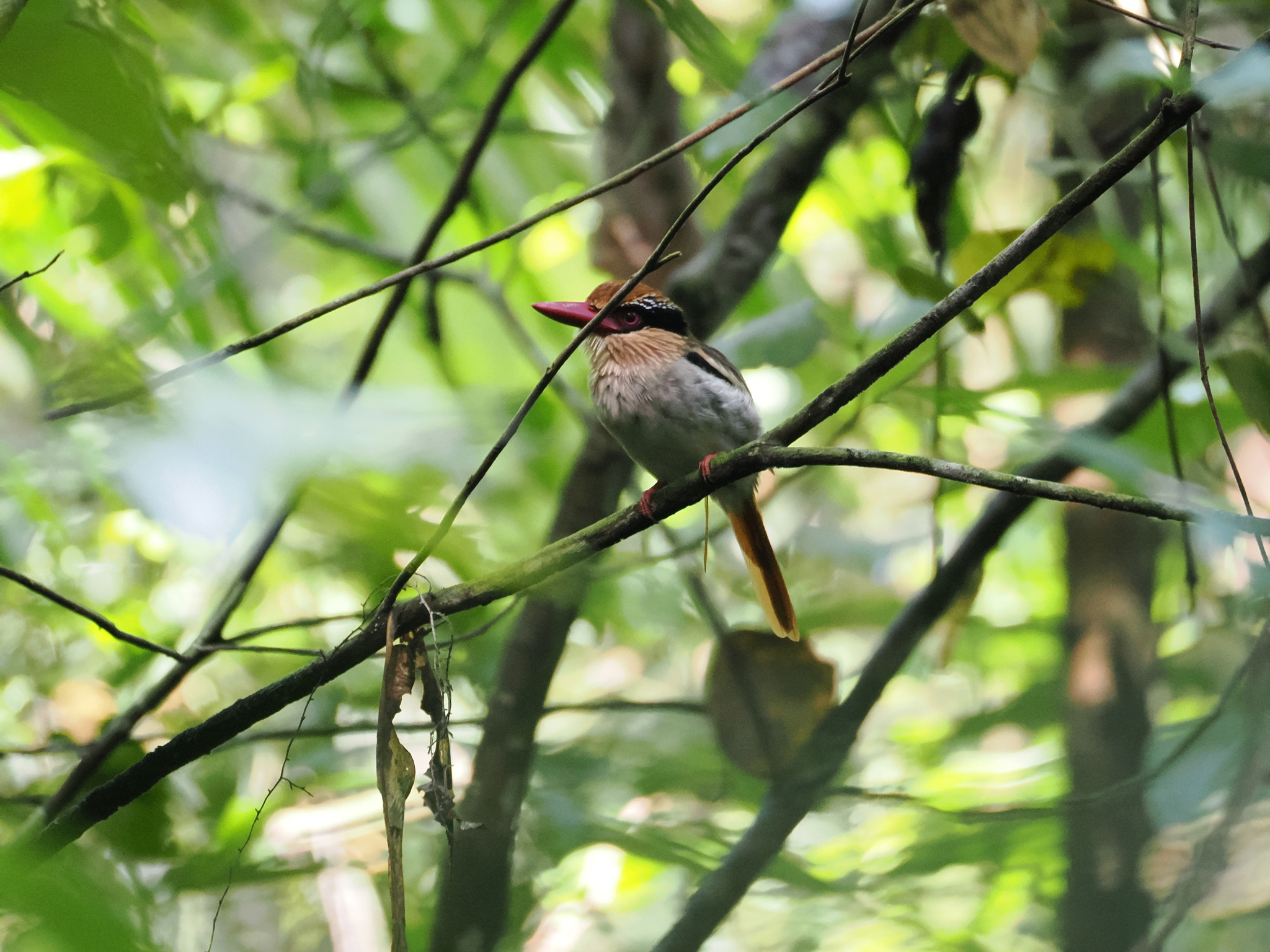 Sulawesi Lilac Kingfisher (Cittura cyanotis), photo 7