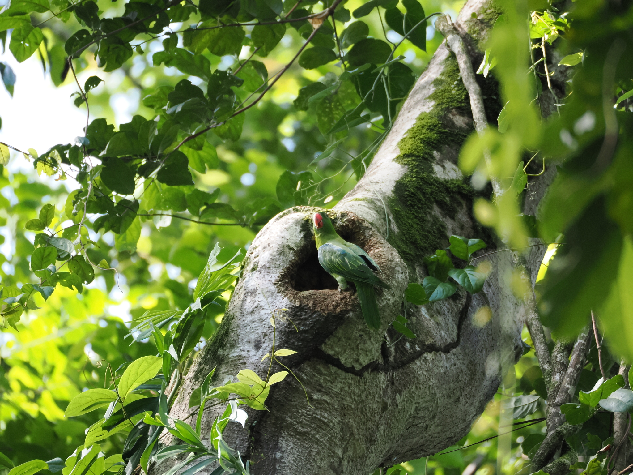 Azure-rumped Parrot (Tanygnathus sumatranus), photo 2
