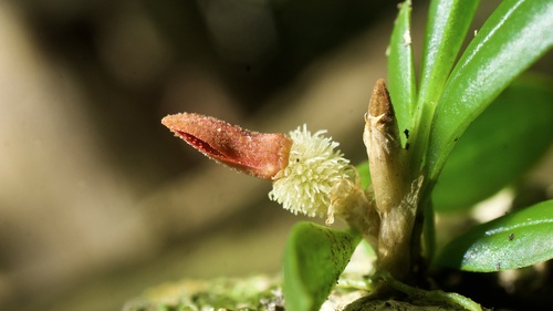 Specklinia tribuloides, photograph 2