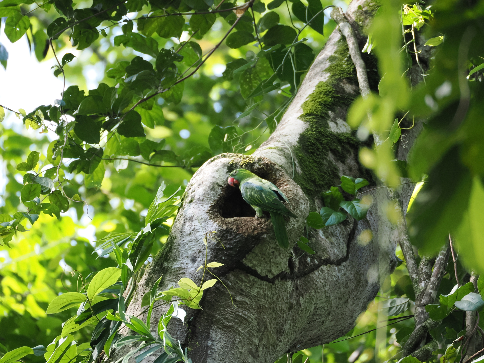 Azure-rumped Parrot (Tanygnathus sumatranus), photo 3