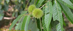 Castanea crenata