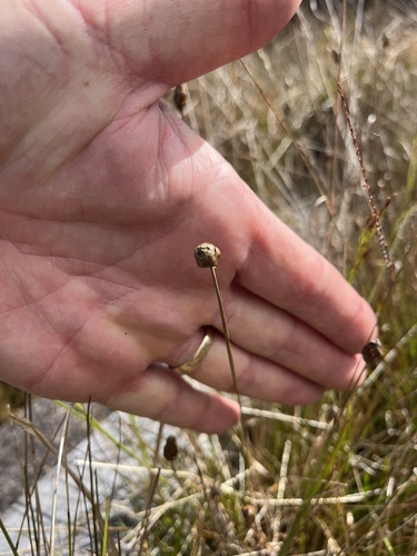 Xyris complanata observed 2025-02-19
