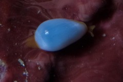 Gibberula dulcis